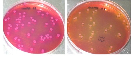 大肠埃希菌在该批麦康凯琼脂对照培养基表面的生长形态