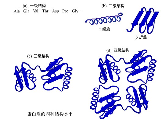 蛋白质