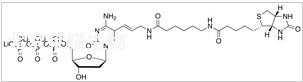 Biotin-11-dCTP