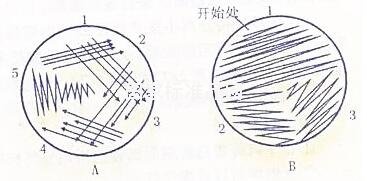 细菌接种方法