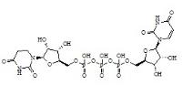 P1, P3-Di(Uridine-5')-Triphosphate