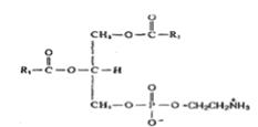 磷脂酰乙醇胺（大豆）对照品